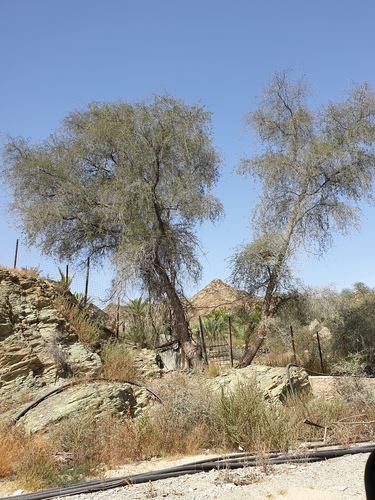 Prosopis cineraria