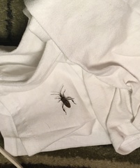 Leptoglossus occidentalis