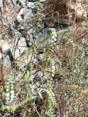 Heliotropium calcareum