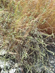 Heliotropium calcareum