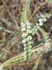Heliotropium calcareum