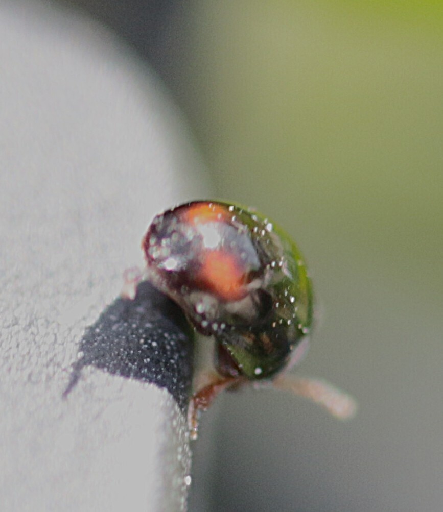 Olibrus bimaculatus