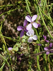 Physorhynchus chamaerapistrum