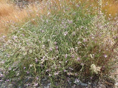 Physorhynchus chamaerapistrum