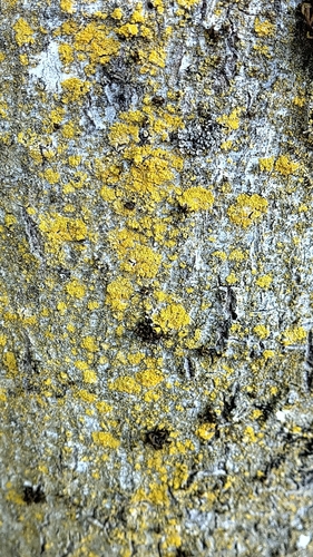 Gewöhnliche Leuchterflechte