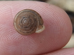 Daedalochila dorfeuilliana