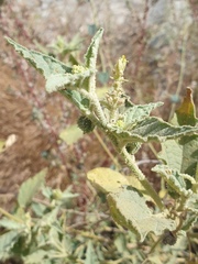 Chrozophora oblongifolia