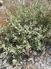 Chrozophora oblongifolia