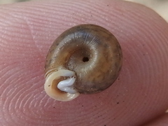 Daedalochila dorfeuilliana