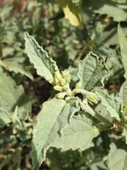 Chrozophora oblongifolia