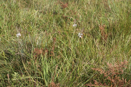 Image of Trachyandra saltii by (c) Tony Rebelo, some rights reserved (CC BY-SA)