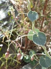 Pergularia tomentosa