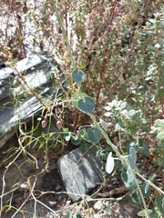 Pergularia tomentosa