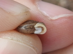Daedalochila dorfeuilliana