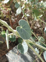 Pergularia tomentosa