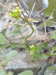 Sisymbrium erysimoides