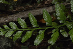 Asplenium lyallii