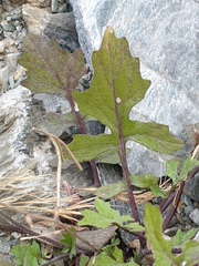 Sisymbrium erysimoides