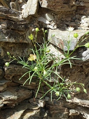 Spergularia flaccida