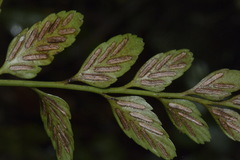 Asplenium lyallii