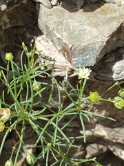 Spergularia flaccida