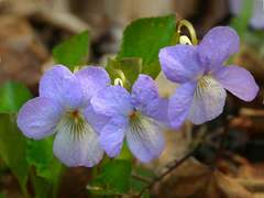 Viola sacchalinensis