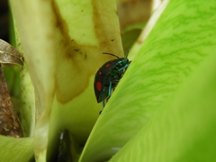 Pachycoris