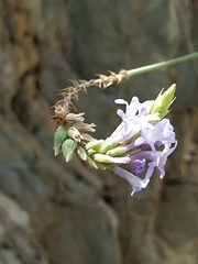 Lavandula subnuda