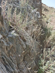 Lavandula subnuda