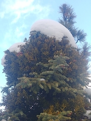 Phoradendron bolleanum