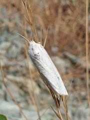 Casama innotata