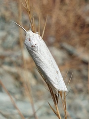 Casama innotata