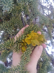 Phoradendron bolleanum