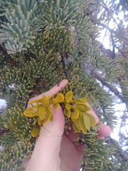 Phoradendron bolleanum