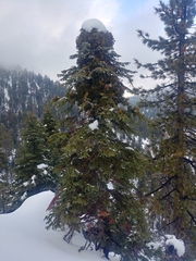 Phoradendron bolleanum