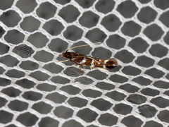 Stagmatophora argyrostrepta
