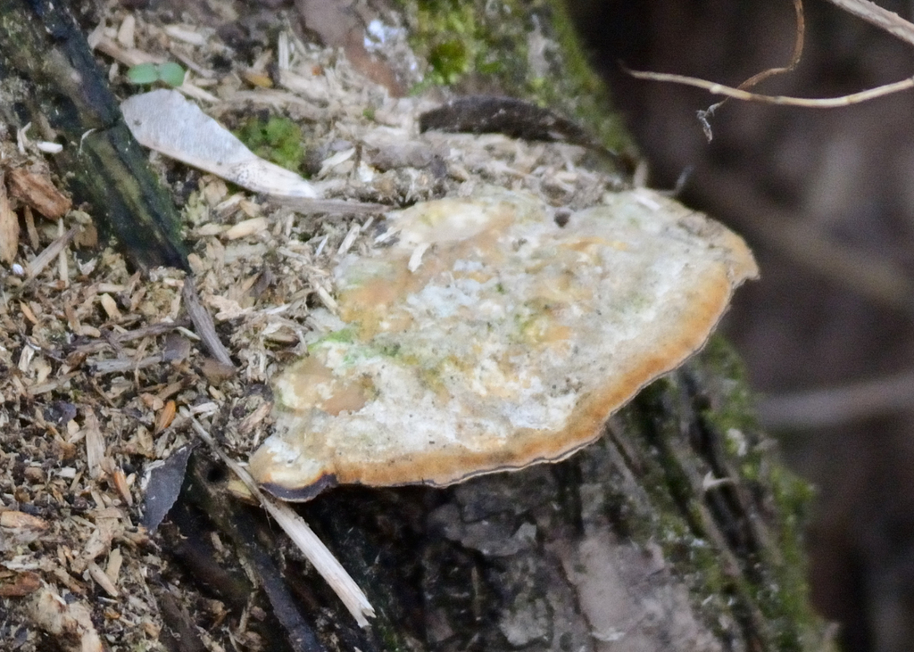 Trametes hirsuta · April 2026 · photo: © fyodorp (iNaturalist, cc-by)