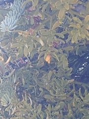 Phoradendron bolleanum