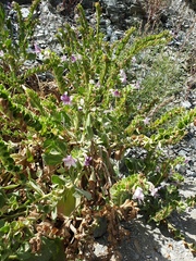 Hyoscyamus