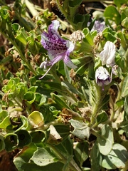 Hyoscyamus