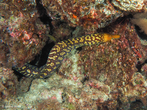 Enchelycore anatina