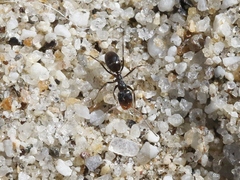 Dorymyrmex insanus