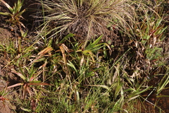 Juncus lomatophyllus image