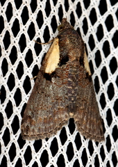 Lophoptera hemithyris
