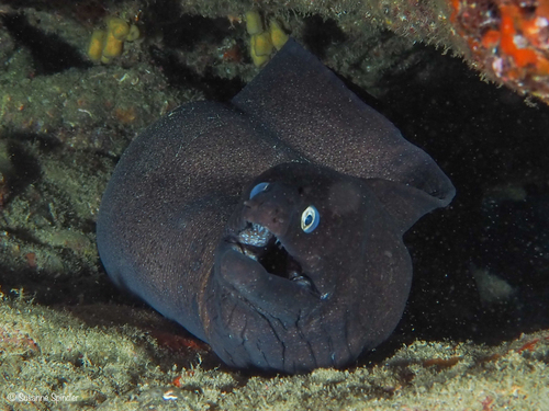 Muraena augusti