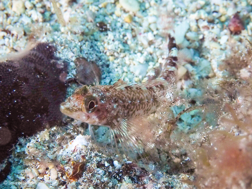 Tripterygion delaisi