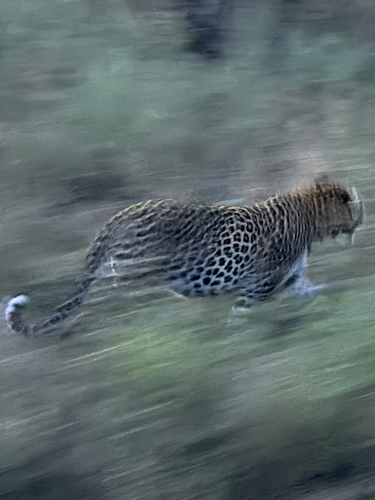 Leopard