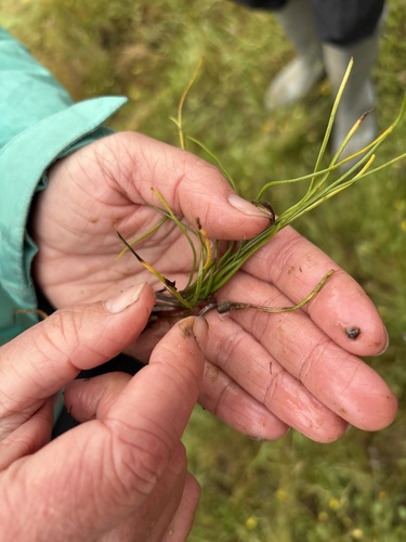 Isoetes howellii observed 2026-04-21