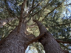 Cedrus