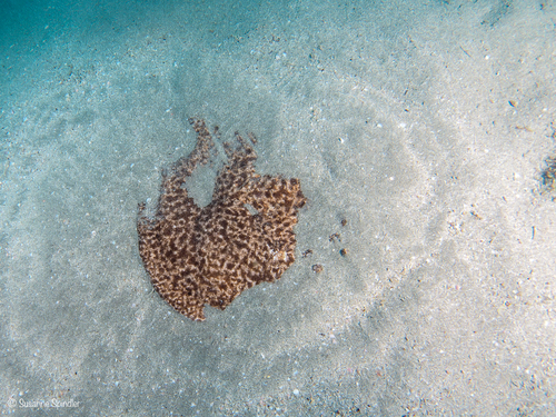 Torpedo marmorata